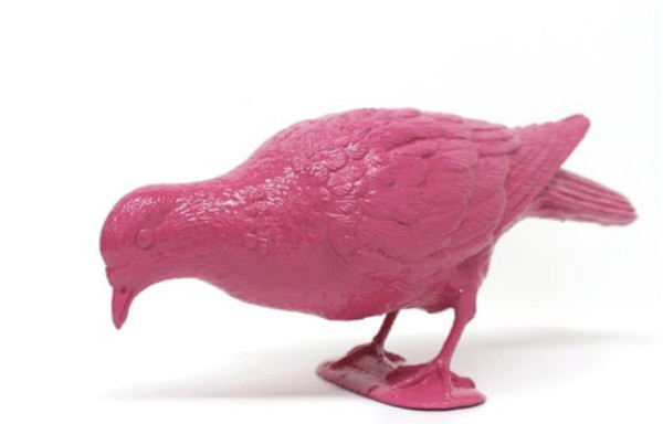 BELONGING (pink pigeon feeding) by Patrick Murphy