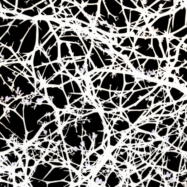 Network 16 Tile1-007 by Daniel Kohn