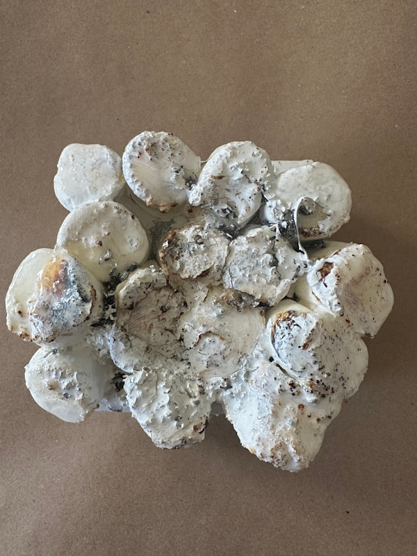 Mini-bites 2 by Connie Noyes