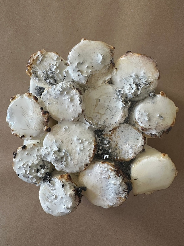 Mini-bites 5 by Connie Noyes