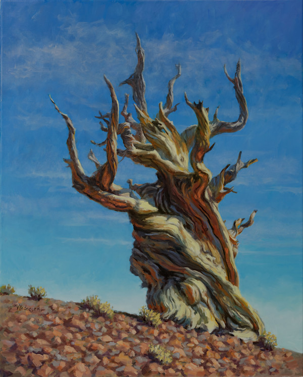 Ancient Bristlecone Pine - The Patriarch by Vicki Pedersen
