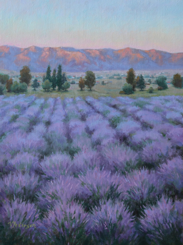 Morning Lavender Field