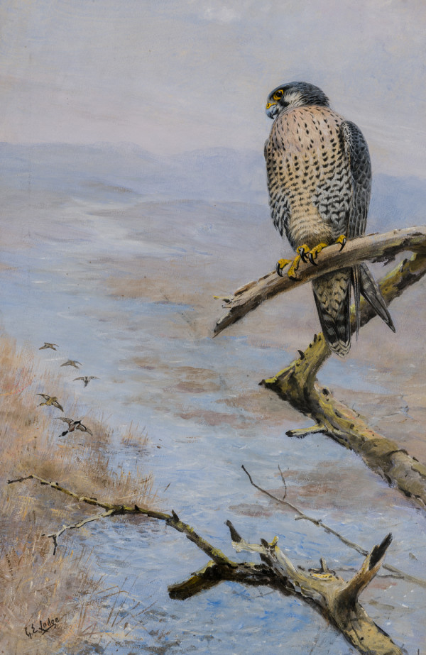 Waiting His Chance, Peregrine and Mallard by George Lodge