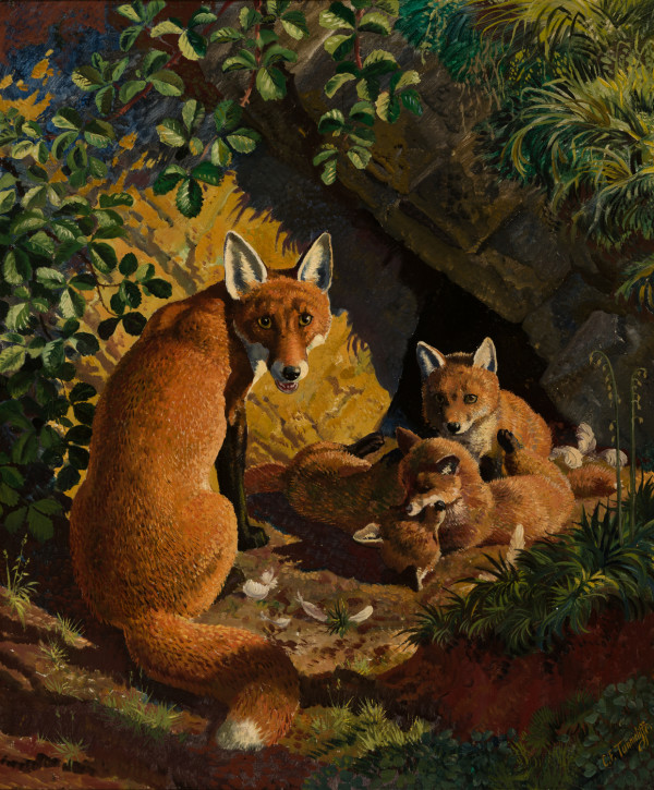 Fox Family, Mother & Cubs by Charles Frederick Tunnicliffe