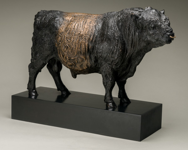 Belted Galloway Bull, Conqueror by Nick Bibby