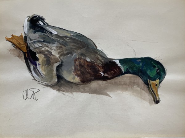 Study of a Mallard by Andre Pater