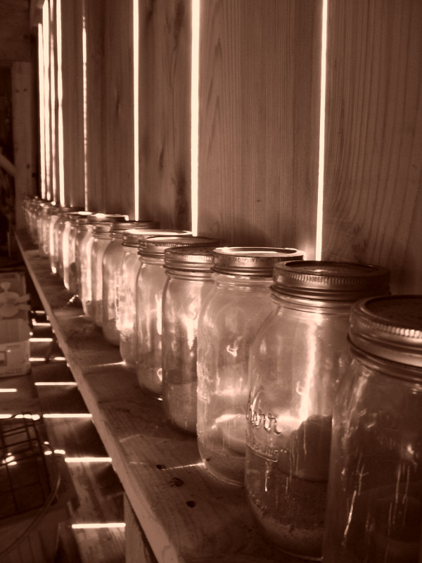 Barn Mason Jars by Diana Atwood McCutcheon