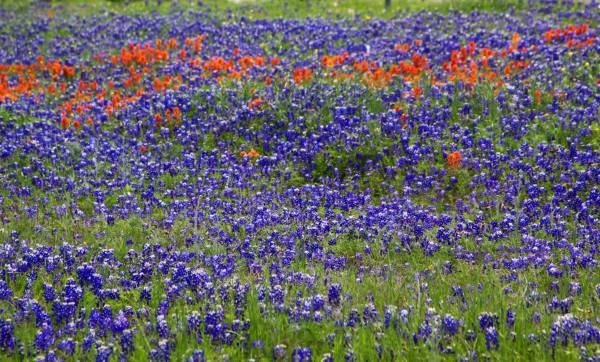 Reds and Blues by Diana Atwood McCutcheon