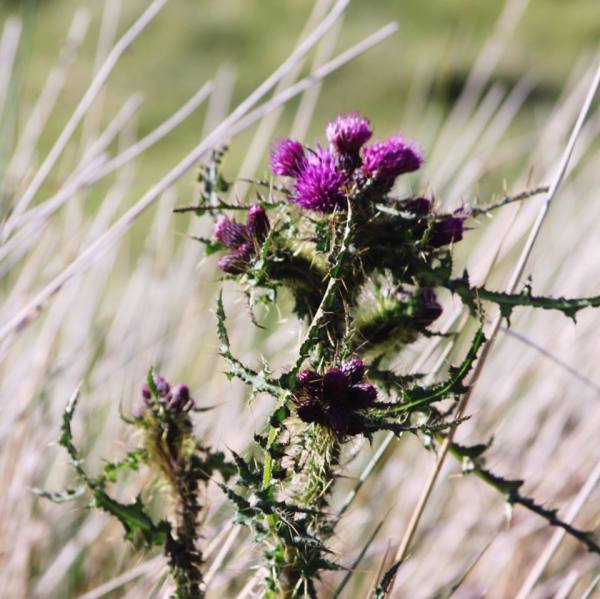 Scottish Thistle (Skye) by Diana Atwood McCutcheon