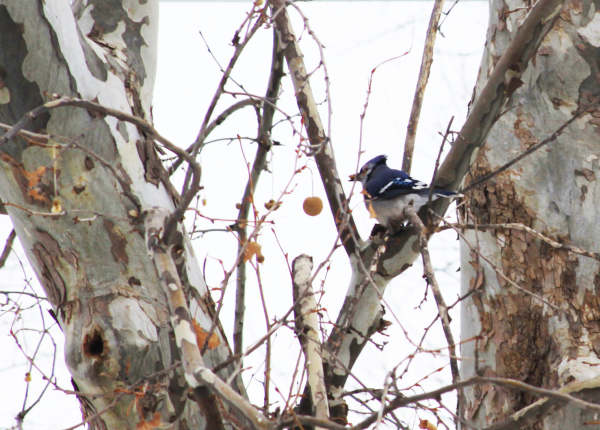 Winter Blue Jay by Diana Atwood McCutcheon