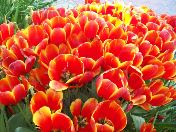 Orange and yellows by Diana Atwood McCutcheon