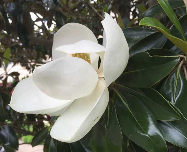 St Alban's Magnolia 2 by Diana Atwood McCutcheon