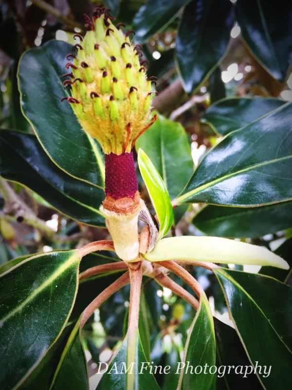 Magnolia Bud by Diana Atwood McCutcheon