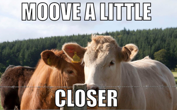 Moove a Little Closer by Diana Atwood McCutcheon
