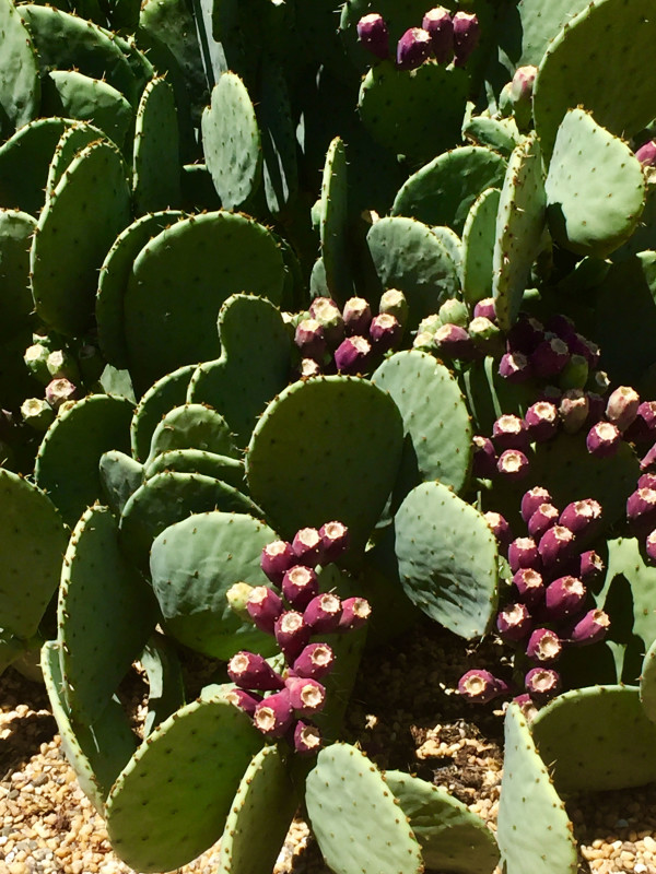 Marfa Blooms by Diana Atwood McCutcheon