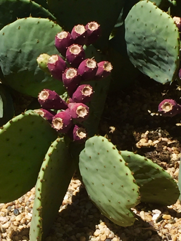 Marfa Blooms 2 by Diana Atwood McCutcheon