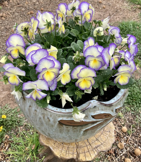 Wild Pansies by Diana Atwood McCutcheon