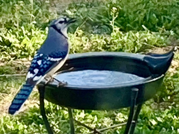 Bird Fountain (Blue Jay) by Diana Atwood McCutcheon