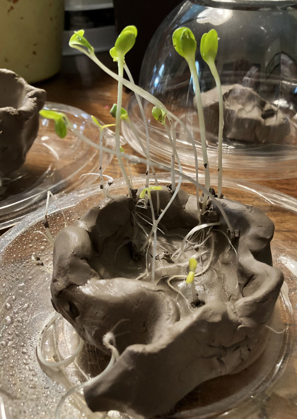 Clay Seedlings 2 by Diana Atwood McCutcheon