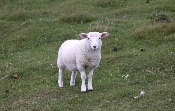 Harris Lamb by Diana Atwood McCutcheon