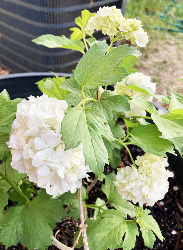 Your Grandmother's Snowball Bush by Diana Atwood McCutcheon