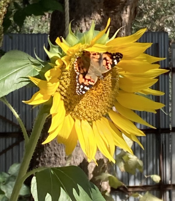 Painted Lady by Diana Atwood McCutcheon