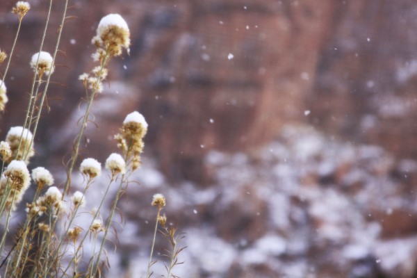 In the Snow by Diana Atwood McCutcheon