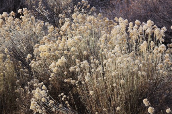 Chama Canyon by Diana Atwood McCutcheon