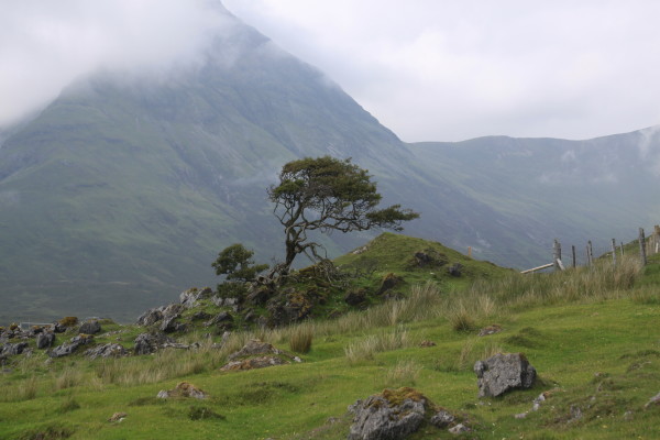 That Tree on Skye by Diana Atwood McCutcheon