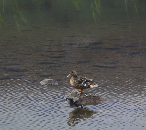 The loch, the tree and the duck by Diana Atwood McCutcheon