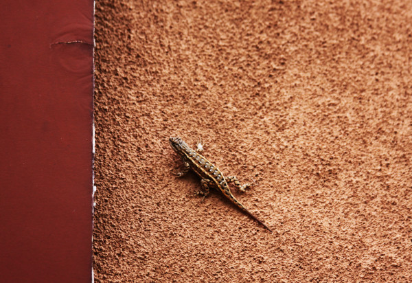 Ghost Ranch Lizard by Diana Atwood McCutcheon