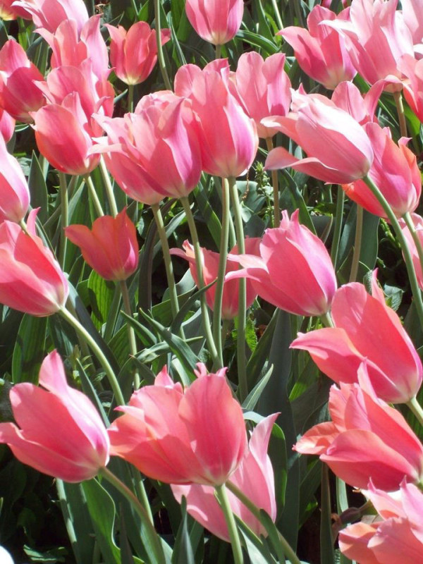 Tulips for Dawn by Diana Atwood McCutcheon