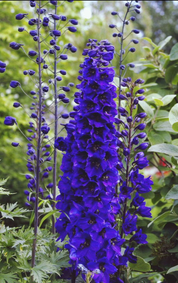 Elgin Biblical Gardens Delphinium by Diana Atwood McCutcheon