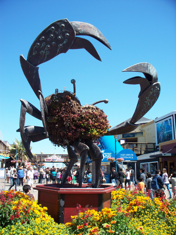 The Love Crab by Diana Atwood McCutcheon