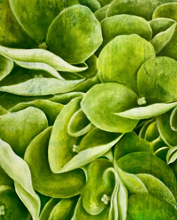 Shamrock Hydrangea by Ansley Pye
