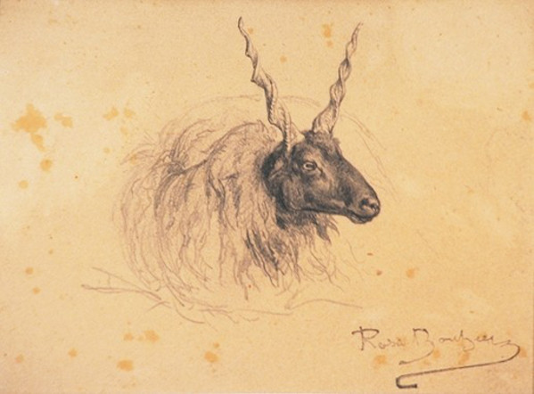 Head of a Ram by Rosa Marie Bonheur