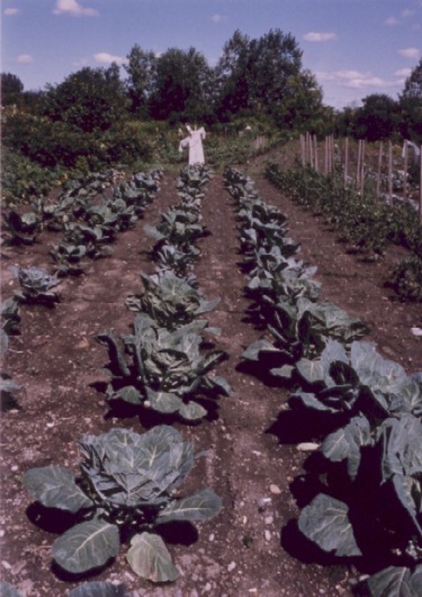 Garden: Scarecrow & Cabbages by Marion Faller