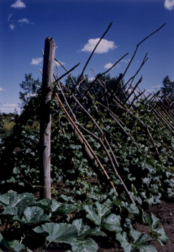 Garden: Nate Robinson's Pole Beans by Marion Faller