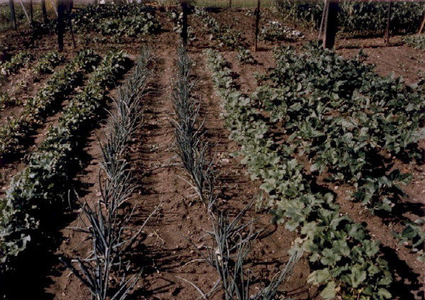 Garden:Onions,Sugar Hill Community Garden by Marion Faller
