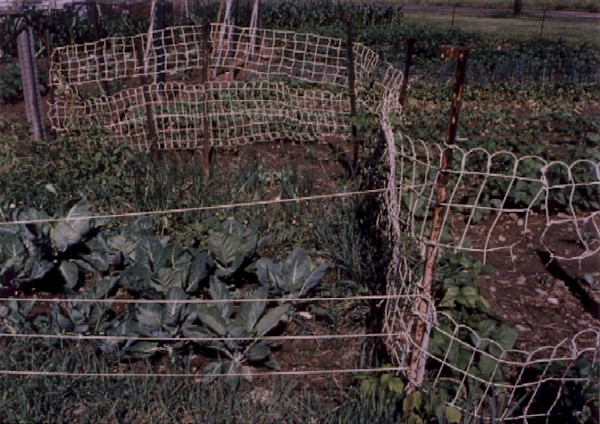 Garden:Fences,Sugar Hill Community Garden by Marion Faller