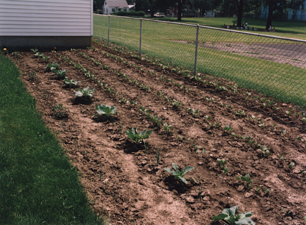 Garden: Spring planting, Rev Eddie Adams by Marion Faller