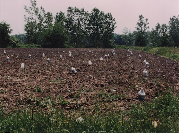 Garden: watering bottles, Eduardo King's garden by Marion Faller