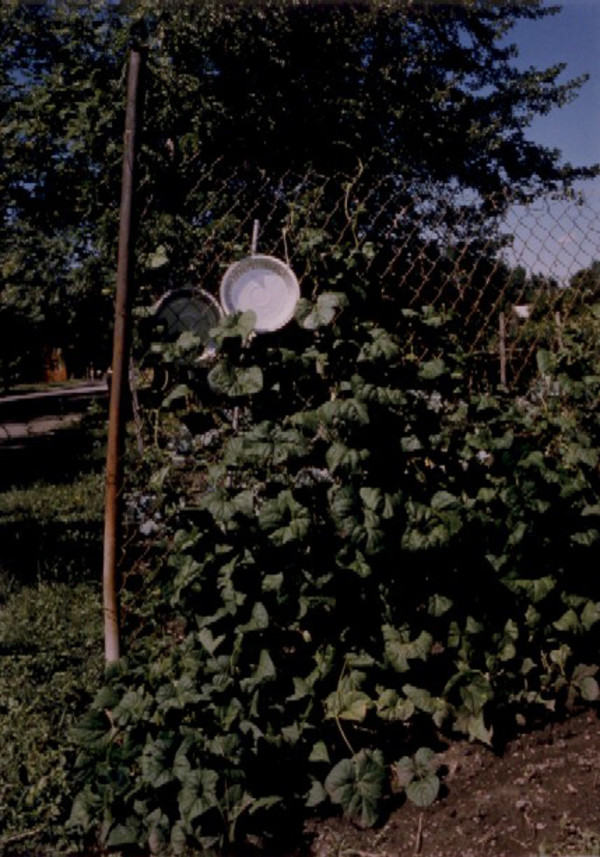 Garden: Pole beans on fence with pie pans by Marion Faller