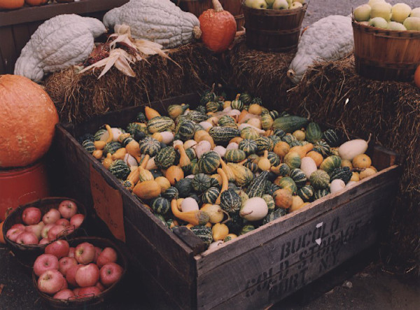Gourds, Murphy Orchards, Burt, New York by Marion Faller