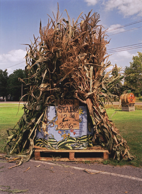 Corn Stalks, Badding Brothers Farm Market, East Amherst, NY by Marion Faller