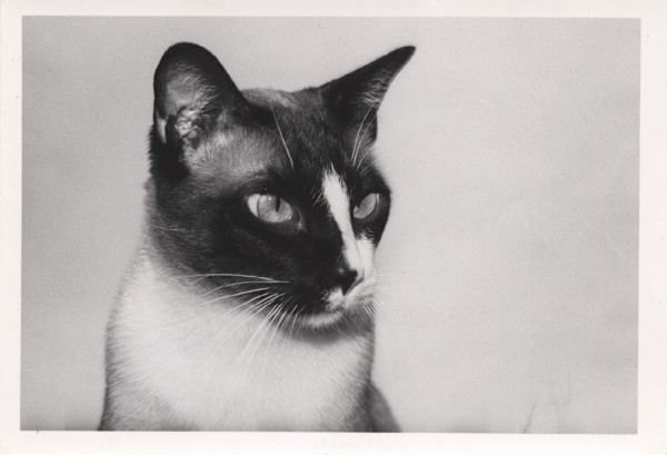 Cat by Andy Warhol