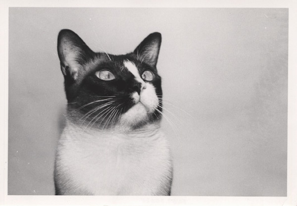 Cat by Andy Warhol