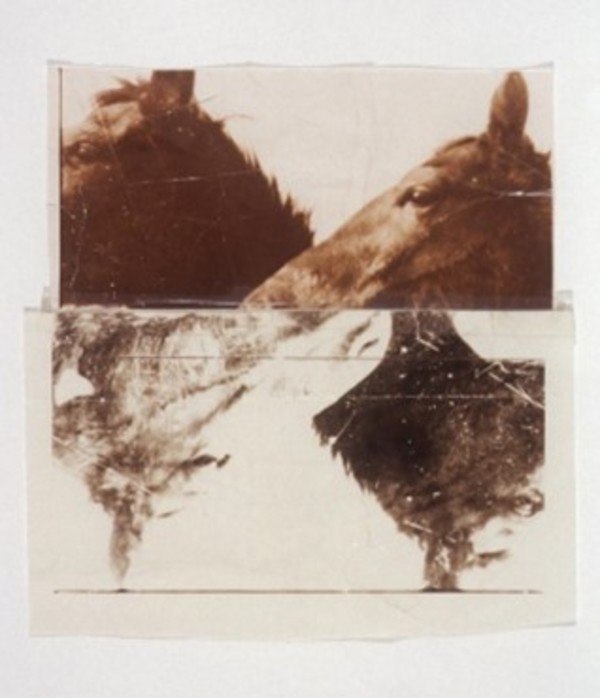 Horses by Mike and Doug Starn