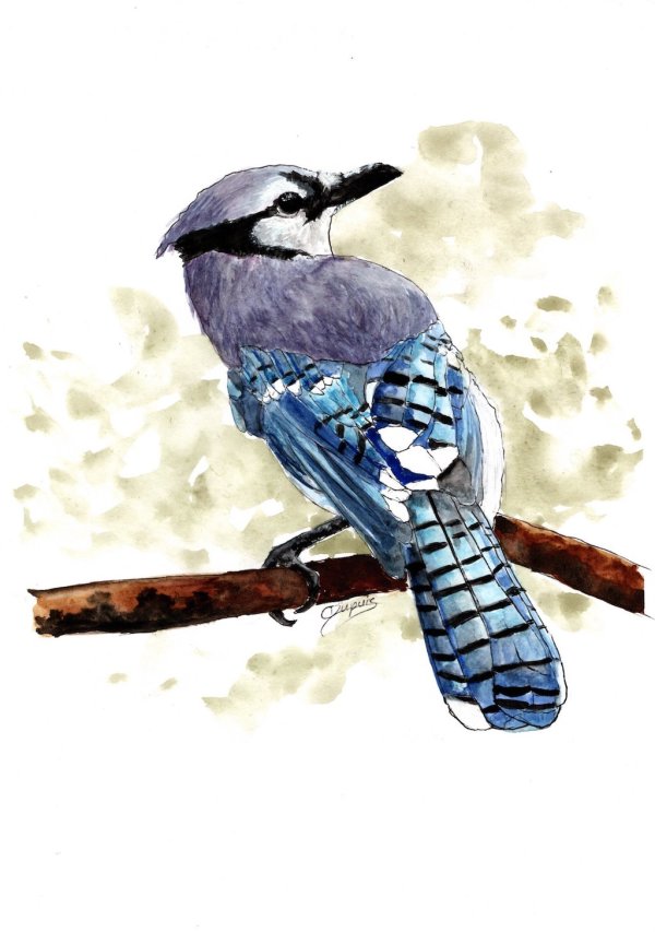 Blue Jay - Ink & Wash by Chantal