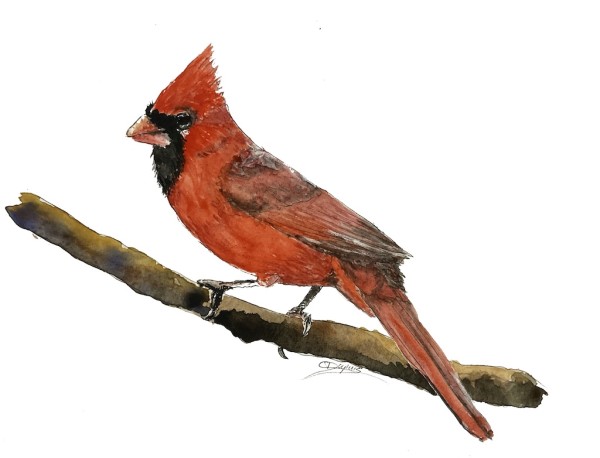Cardinal - Ink & Wash by Chantal